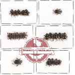 Scientific lot no. 145 Coprophaga (Onthophagini) (21 pcs A, A-, A2)