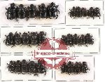 Scientific lot no. 175 Coprophaga (Onthophagini) (29 pcs)