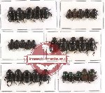 Scientific lot no. 160 Coprophaga (Onthophagini) (30 pcs A2)