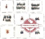 Scientific lot no. 3 Attelabidae (45 pcs)