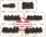 Scientific lot no. 156 Coprophaga (Onthophagini) (35 pcs)