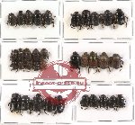 Scientific lot no. 161 Coprophaga (Onthophagini) (35 pcs A2)