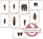 Scientific lot no. 52 Staphylinidae (16 pcs)