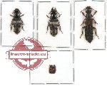 Scientific lot no. 50 Staphylinidae (6 pcs 1 pc A2)