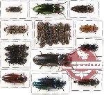 Scientific lot no. 37 Elateridae (18 pcs)