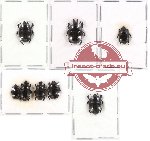 Scientific lot no. 26 Histeridae (8 pcs)