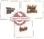 Scientific lot no. 4 Attelabidae (29 pcs)