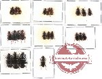 Scientific lot no. 102 Carabidae (23 pcs - some A2)