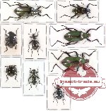 Scientific lot no. 97 Tenebrionidae (9 pcs - 1 pc A2)