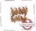 Scientific lot no. 5 Attelabidae (10 pcs)