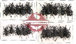 Scientific lot no. 68 Curculionidae (20 pcs)