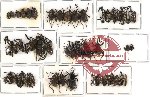 Scientific lot no. 68A Curculionidae (42 pcs)