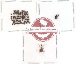 Scientific lot no. 6 Attelabidae (78 pcs)