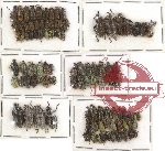 Scientific lot no. 70 Curculionidae (101 pcs)