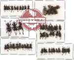 Scientific lot no. 66 Curculionidae (60 pcs - 3 pcs A2)