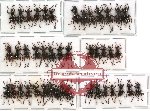 Scientific lot no. 65 Curculionidae (43 pcs - 14 pcs A2)