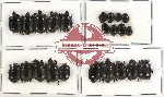Scientific lot no. 27 Histeridae (23 pcs - 5 pcs A2)