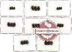 Scientific lot no. 23 Histeridae (24 pcs)