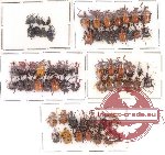 Scientific lot no. 7 Attelabidae (65 pcs)