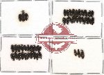 Scientific lot no. 51 Staphylinidae (46 pcs)