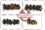 Scientific lot no. 30 Rutelinae (18 pcs A-, A2)