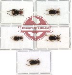 Scientific lot no. 77 Chrysomelidae (5 pcs - 2 pcs A-)