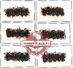 Scientific lot no. 76 Chrysomelidae (30 pcs)