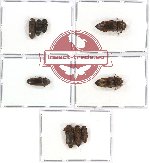 Scientific lot no. 25 Eucnemidae (9 pcs)