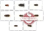 Scientific lot no. 27 Eucnemidae (8 pcs)