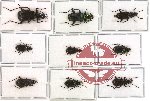 Scientific lot no. 107 Carabidae (9 pcs - 1 pcs A2)