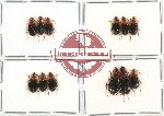 Scientific lot no. 106 Carabidae (Lebiinae) (12 pcs - 3 pcs A2)