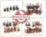 Scientific lot no. 9 Attelabidae (36 pcs)