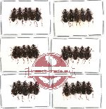 Scientific lot no. 111 Carabidae (30 pcs)