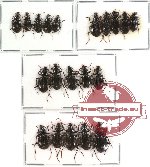 Scientific lot no. 113 Carabidae (20 pcs A-, A2)