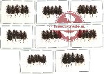 Scientific lot no. 114 Carabidae (40 pcs A, A-, A2)