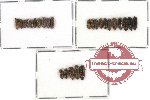 Scientific lot no. 19 Buprestidae (Acmeodera) (26 pcs)