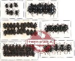 Scientific lot no. 98 Tenebrionidae (61 pcs)