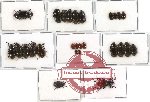 Scientific lot no. 100 Tenebrionidae (27 pcs)