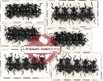 Scientific lot no. 101 Tenebrionidae (30 pcs)