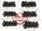 Scientific lot no. 102 Tenebrionidae (30 pcs A-, A2)