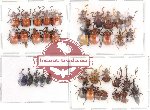 Scientific lot no. 10 Attelabidae (37 pcs)