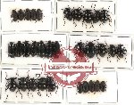 Scientific lot no. 103 Tenebrionidae (32 pcs)