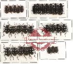 Scientific lot no. 104 Tenebrionidae (29 pcs)