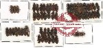 Scientific lot no. 38 Elateridae (58 pcs - 3 pcs A2)