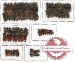 Scientific lot no. 39 Elateridae (94 pcs)