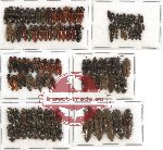 Scientific lot no. 40 Elateridae (119 pcs)