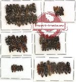 Scientific lot no. 41 Elateridae (73 pcs)