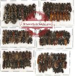 Scientific lot no. 42 Elateridae (125 pcs)