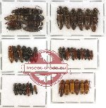 Scientific lot no. 43 Elateridae (41 pcs)