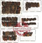 Scientific lot no. 44 Elateridae (172 pcs)